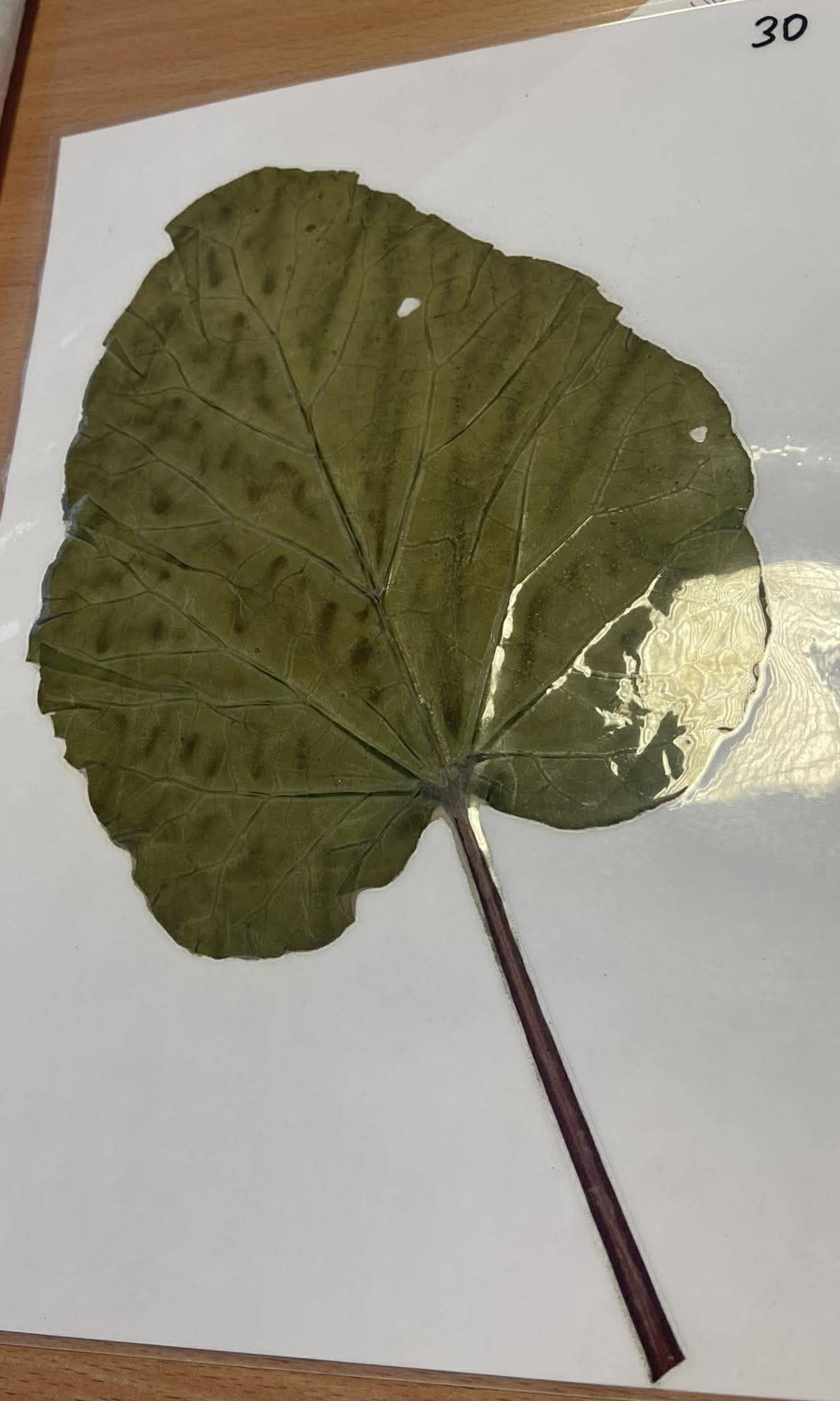Rastlina Rheum rhaponticum